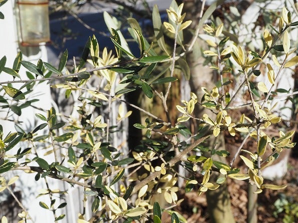 斑入りオリーブの挿し木苗の愛おしい生長 | ブログ版Olive&SucculentGarden
