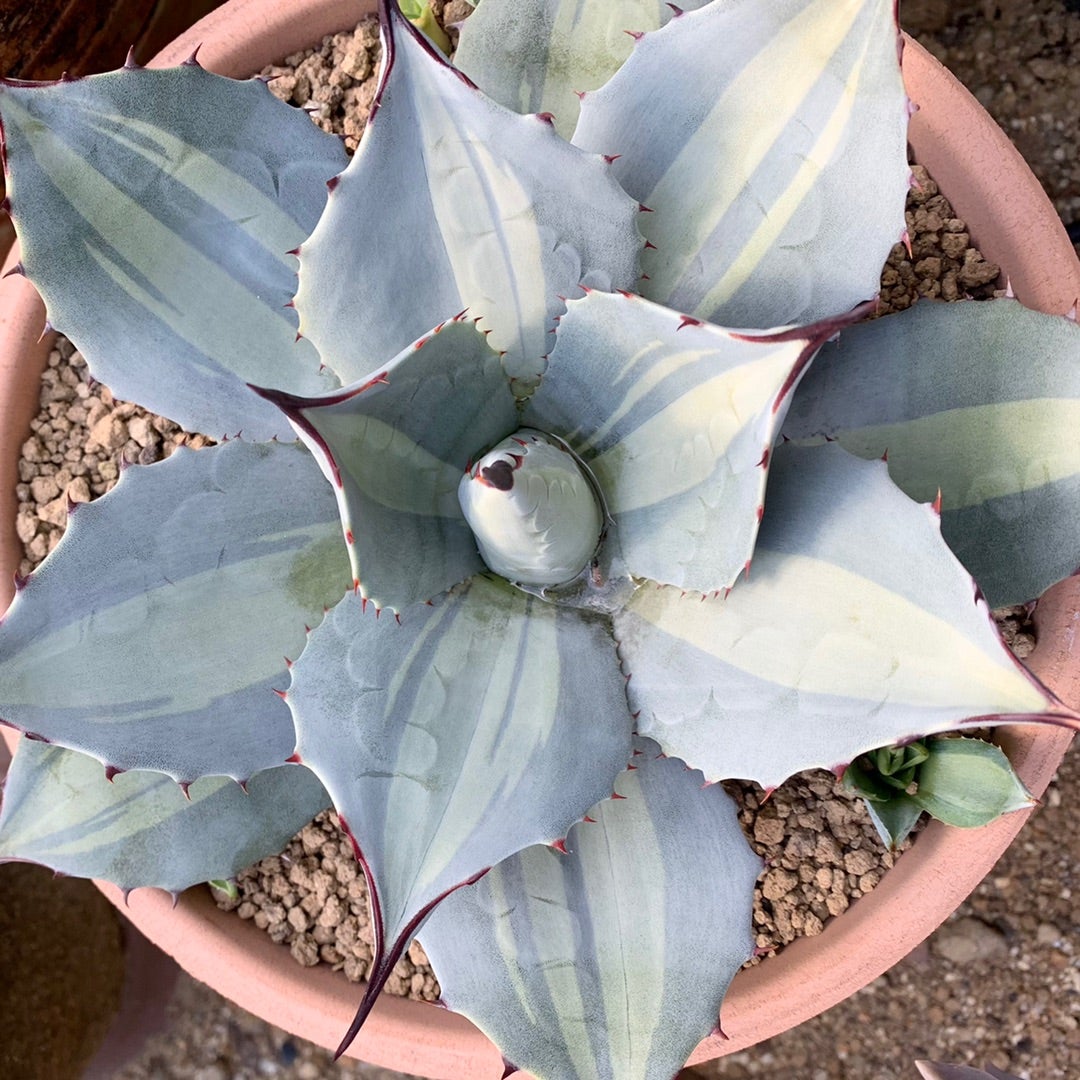 成長はゆっくりだけどかなり美人な( •ॢ◡-ॢ)-♡吉祥天錦 | わたしの