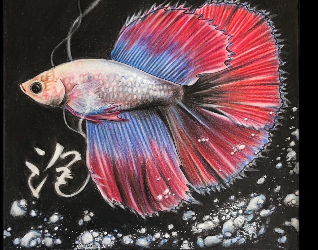 熱帯魚ベタを色鉛筆で塗るその1 | 色鉛筆アーティスト、大人の塗り絵