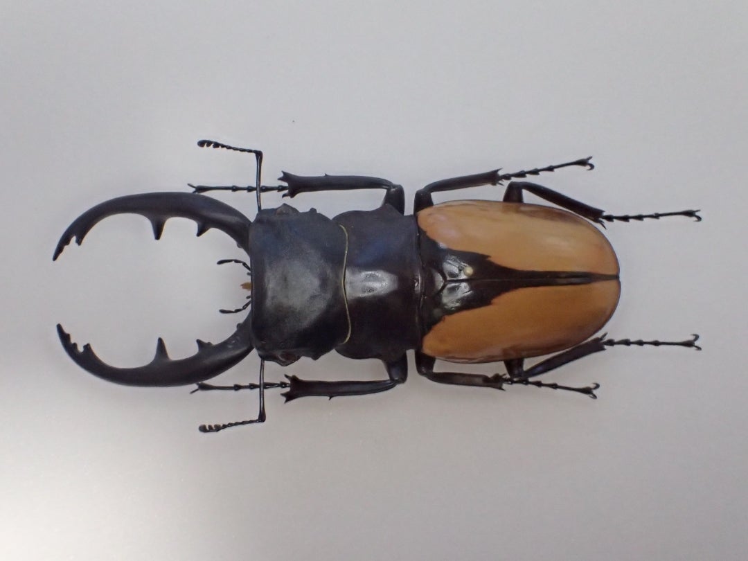 ツヤクワガタその1 | 京の虫処 京虫庵