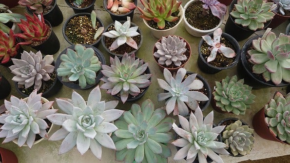 多肉狩りはしご！カクタスブライトさんへ | ブログ版Olive&SucculentGarden