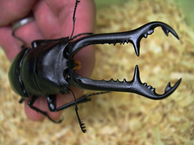 南インドギラファ（ニルギリエンシス） | クワレガのブログ