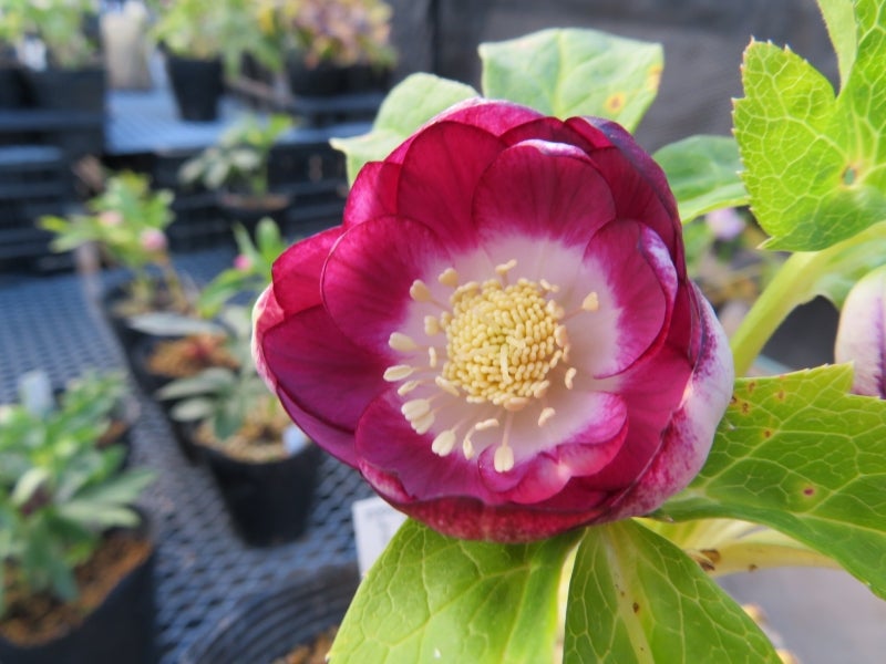 クリスマスローズ 『ディオーネ 』 加藤農園 認定 クリスマスローズ