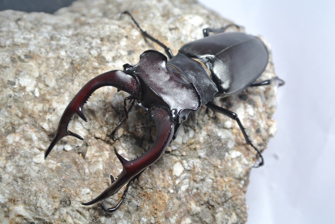 世界3大ミヤマ達！ | 【FwooD】昆虫標本専門店 ブログ