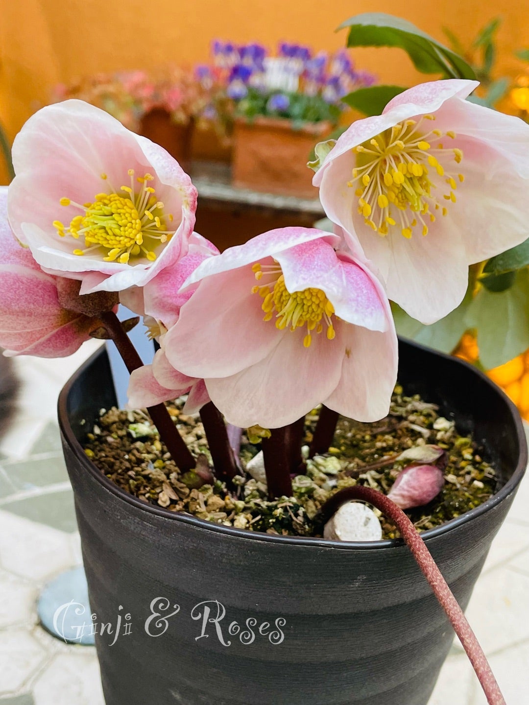 ピンクニゲルが止まらない！ピンクニゲルセミダブル ＆ シングル | 銀