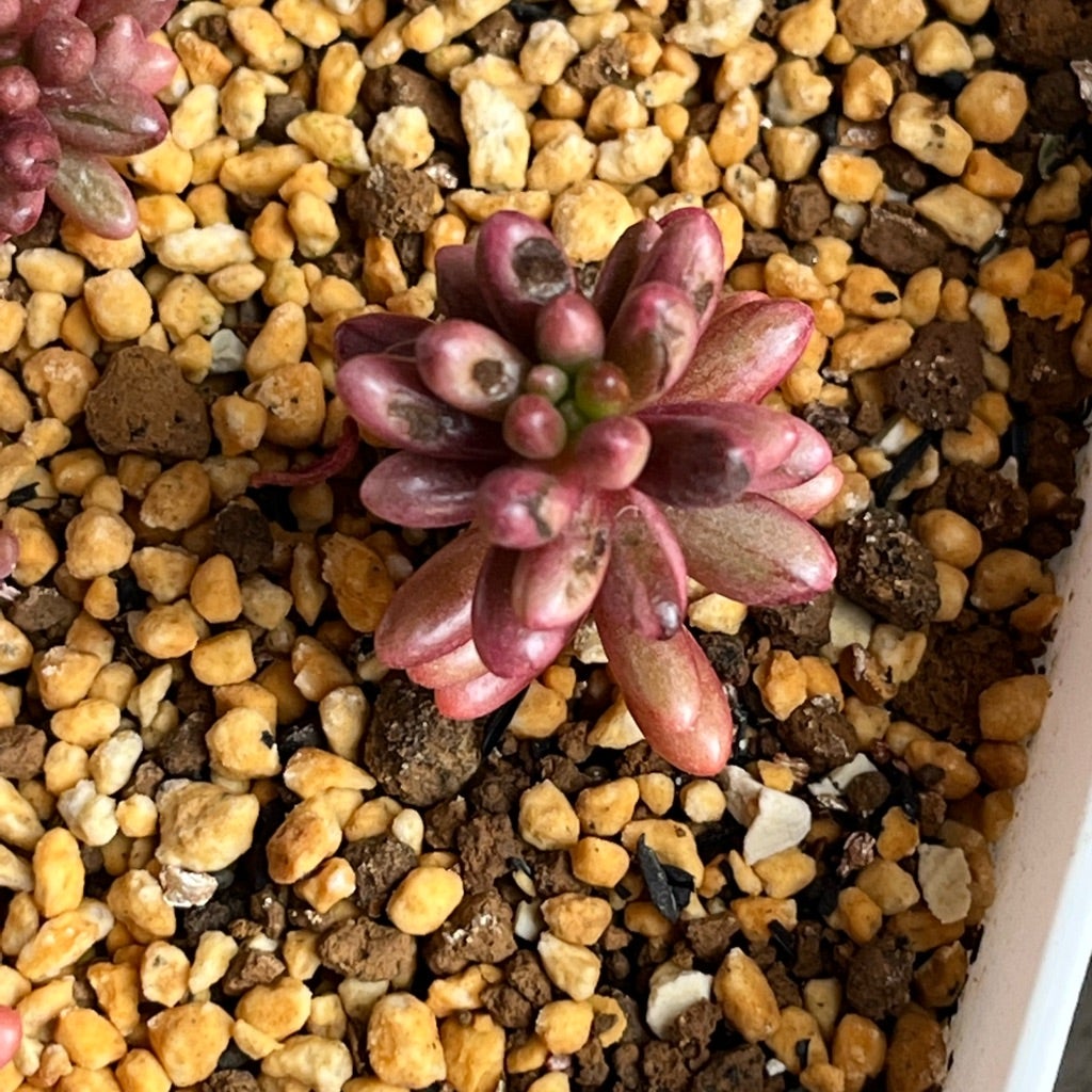 春だよ！ ハオルチア 白蛇伝 子株外し | 無職インセクトの多肉