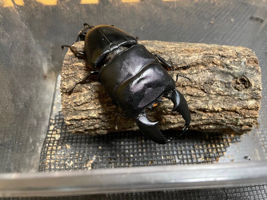 目指せ特大スマトラ | #やっぱりオオヒラタだろ