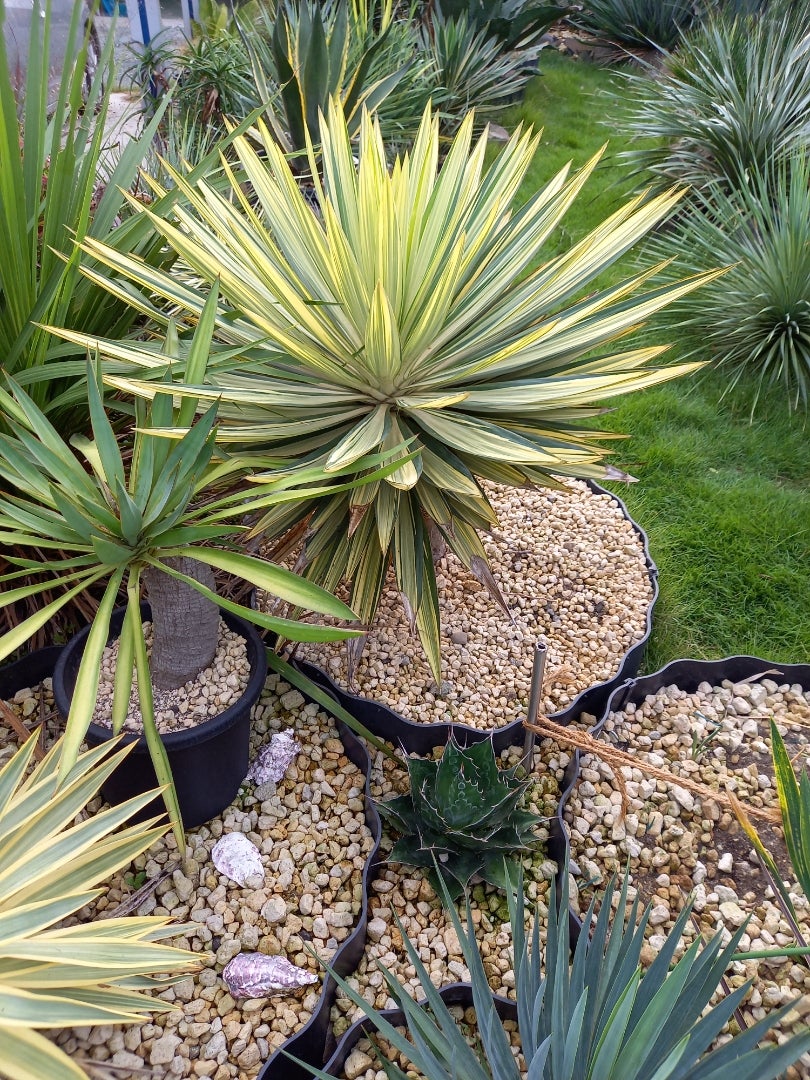 ユッカグロリオサのススメ ～カラーリーフ～ | ドライガーデン&金魚