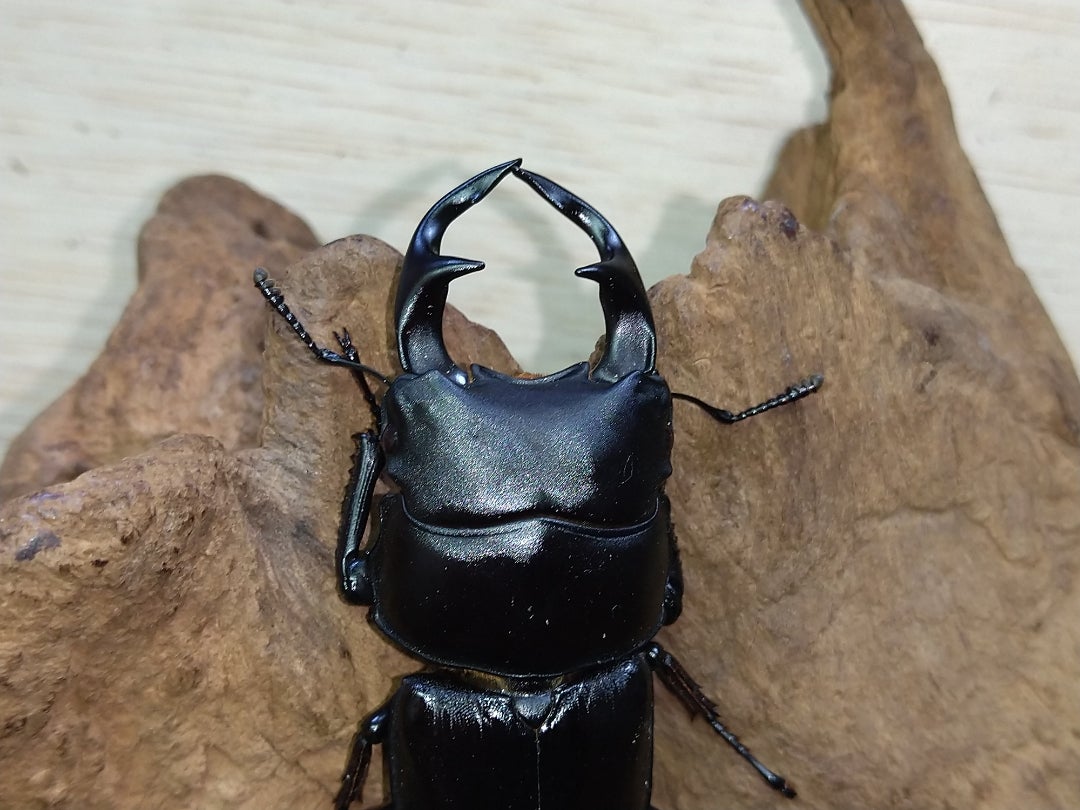 オオクワガタが活動を開始しました！ | kuwa-yanagawaのクワガタ日記