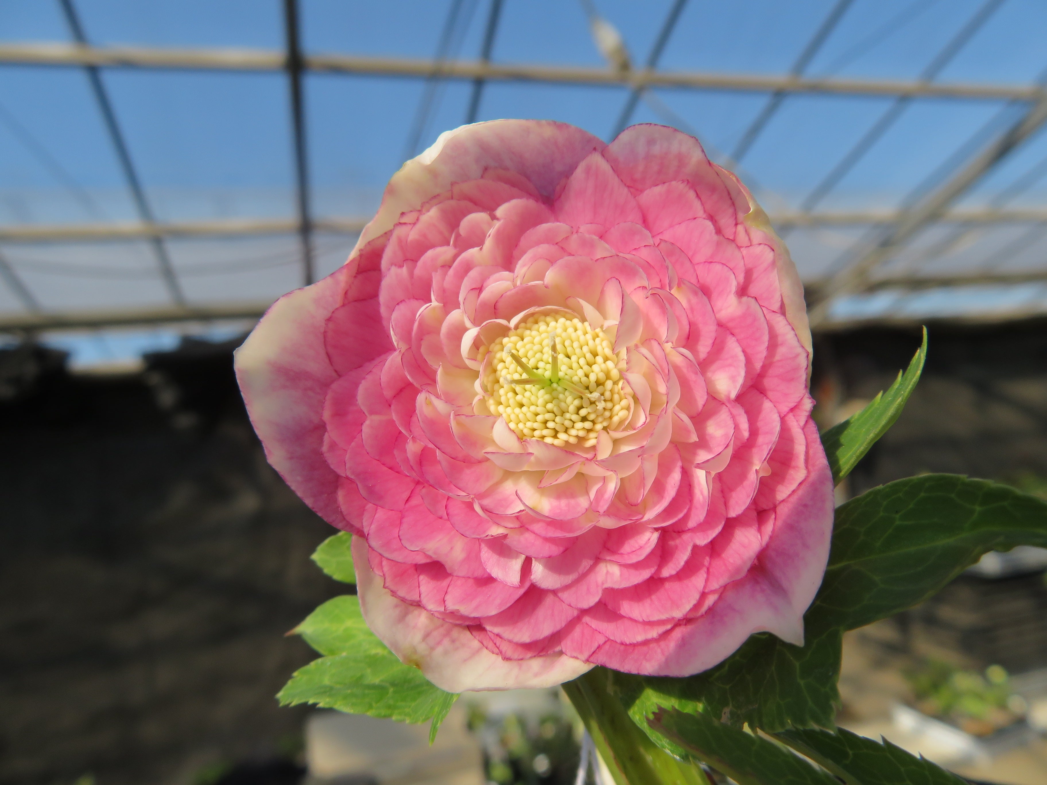 今日のクリスマスローズ 1月3日 ( ⸝⸝•ᴗ•⸝⸝ )੭⁾⁾ | 加藤農園のブログ