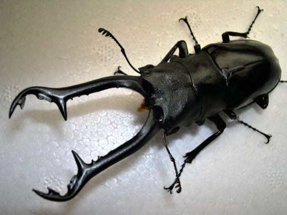 南インドギラファ（ニルギリエンシス） | クワレガのブログ