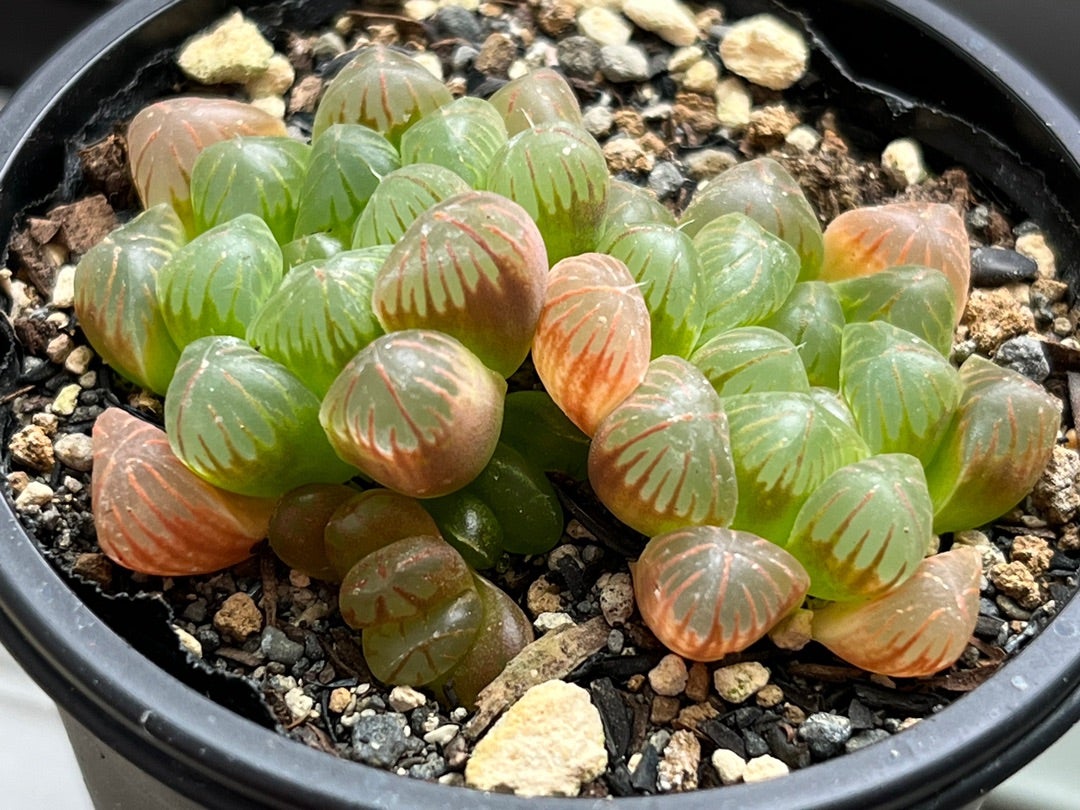 オレンジ色のハオルチア | みどりあお 多肉植物 とかとか備忘録 のブログ