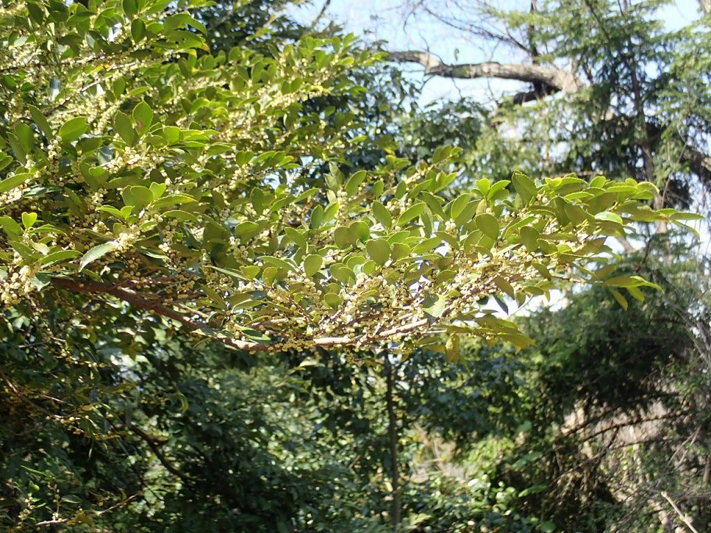 樹の花と実 50（ヒサカキ） | 山想花（sansouka）ブログ