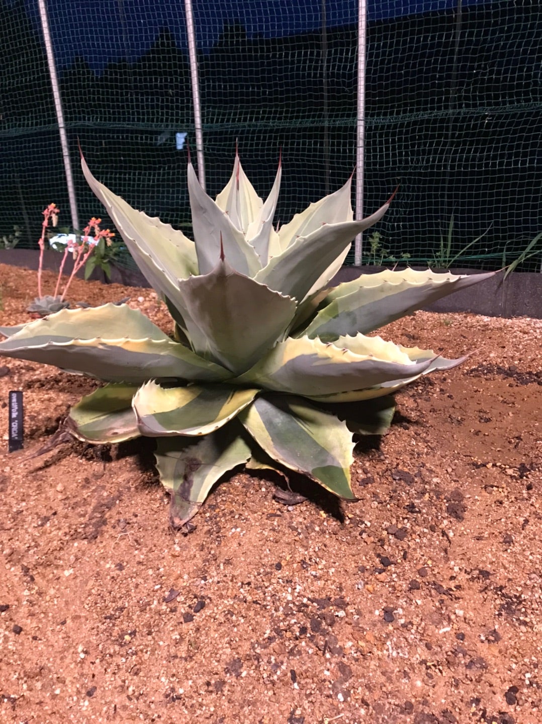 ラスト1株 アガベ オバティフォリア MOBY AGAVE オルカ モビー US オバ