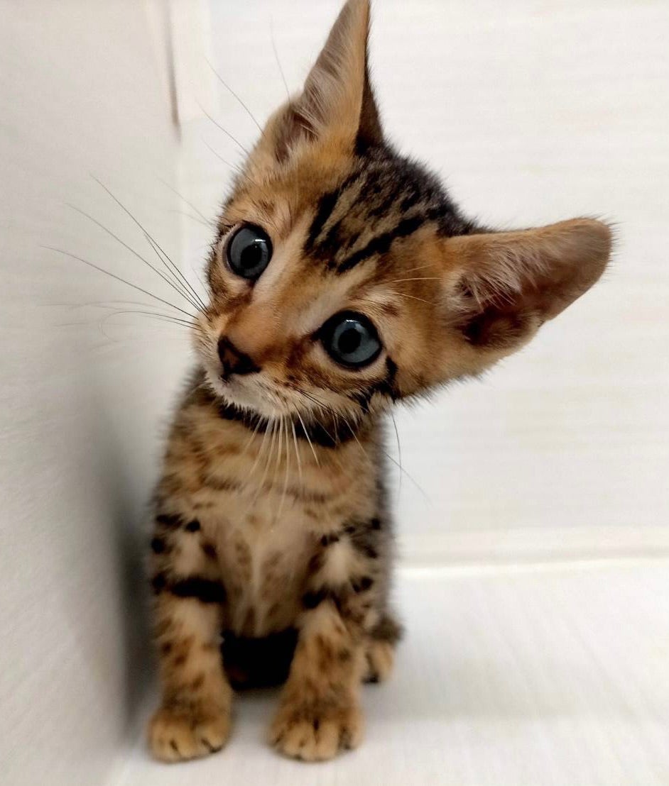 猫千代 0508 猫千代 0508 猫千代 0501 カード検索 ｜ Z/X - Zillions of