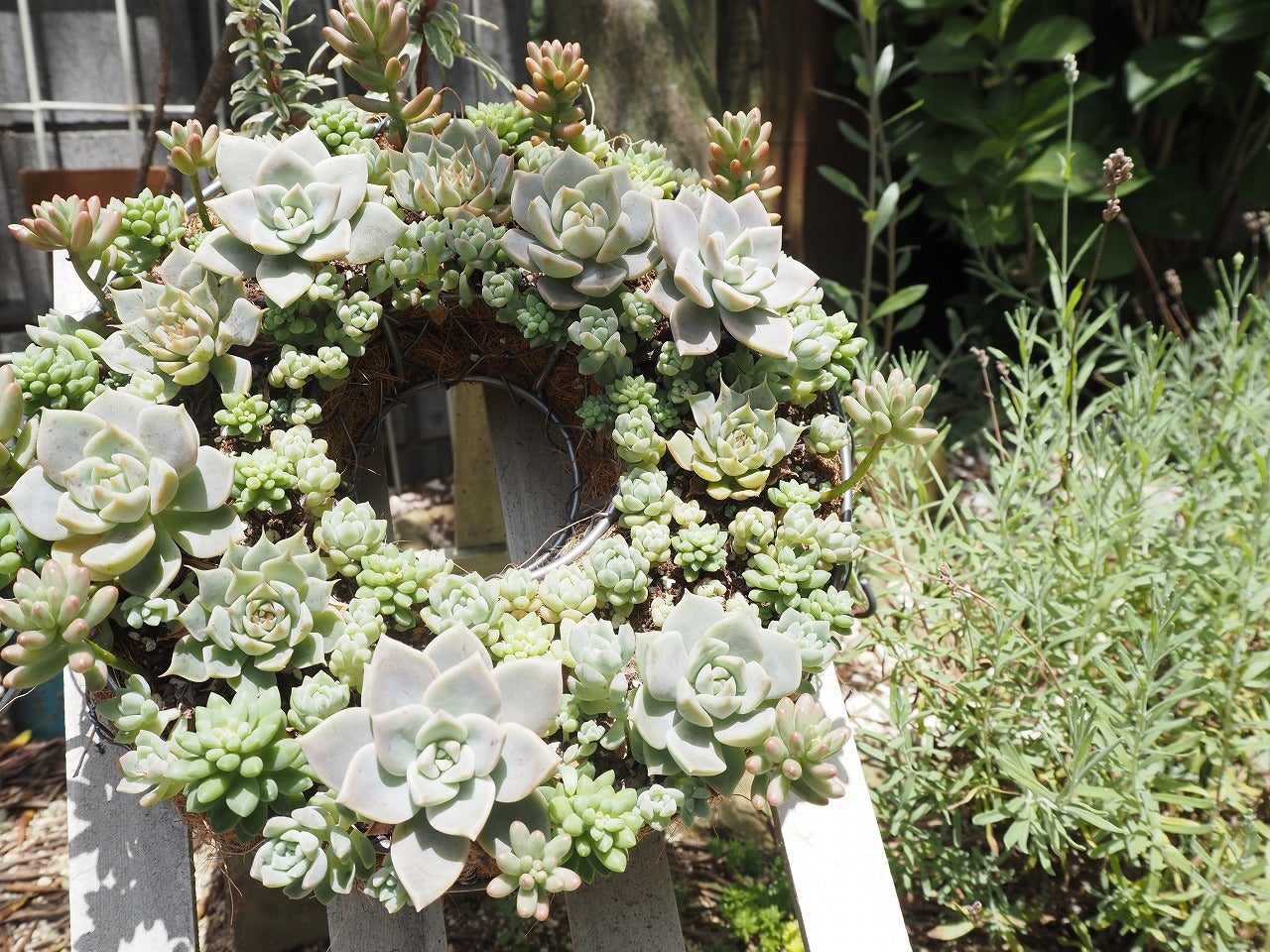 夏でもカワイイ多肉リース | ブログ版Olive&SucculentGarden