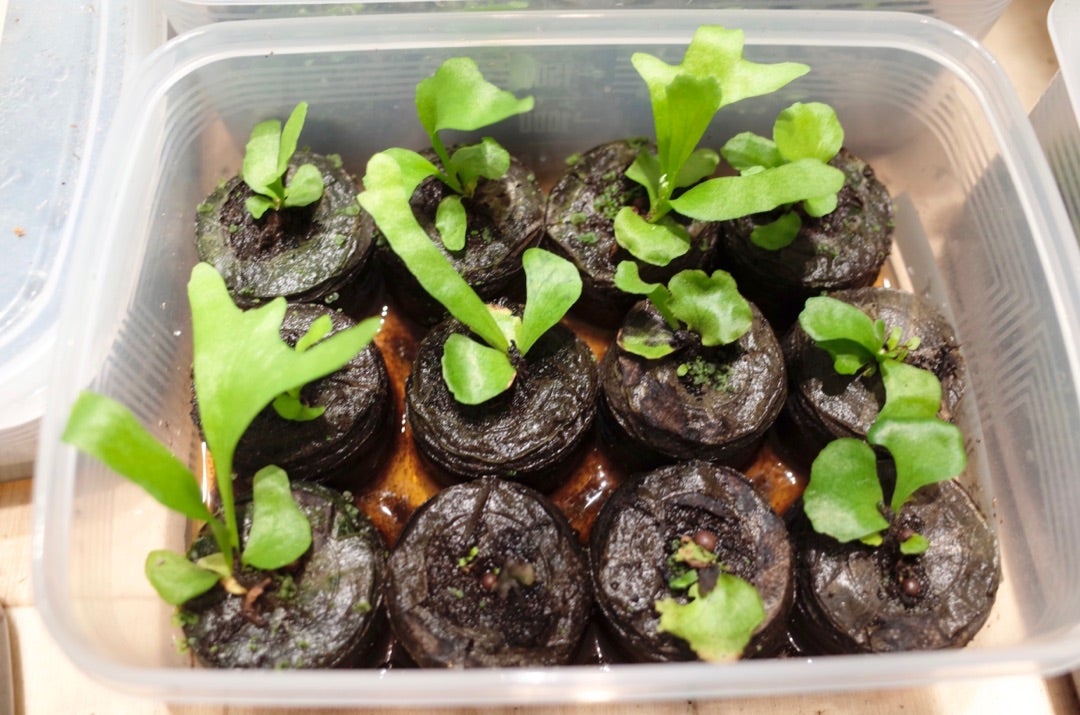 ビカクシダリドレイの胞子培養 14 | ビザールプランツを育てはじめました！