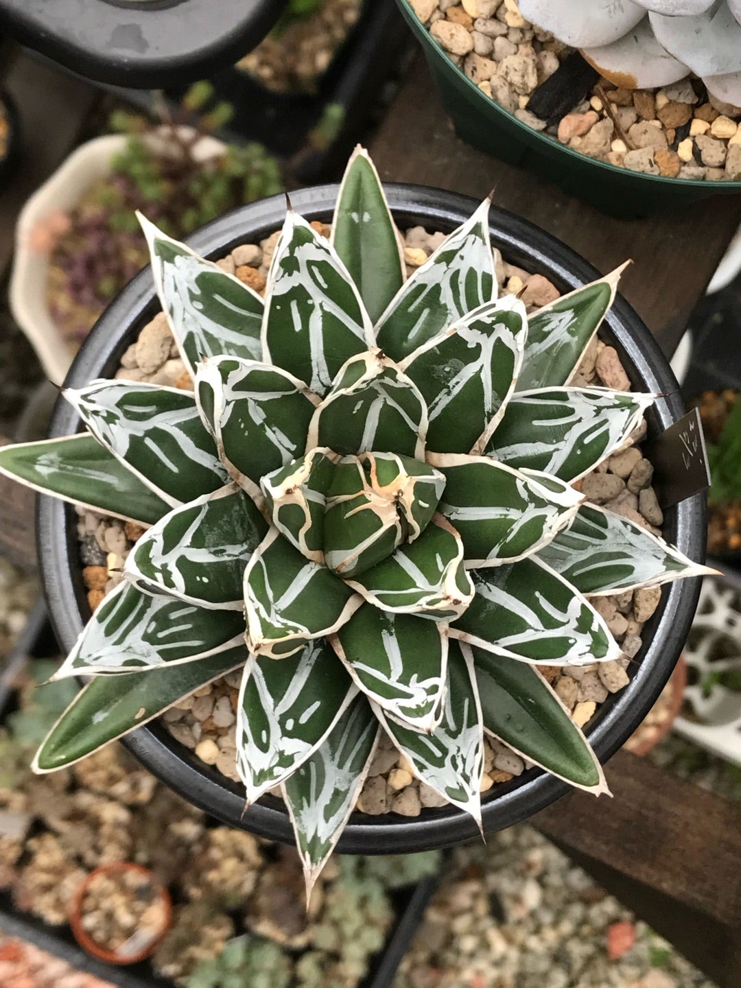 アガベ 笹の雪シリーズ | つべるふブログ 多肉生活 2021〜