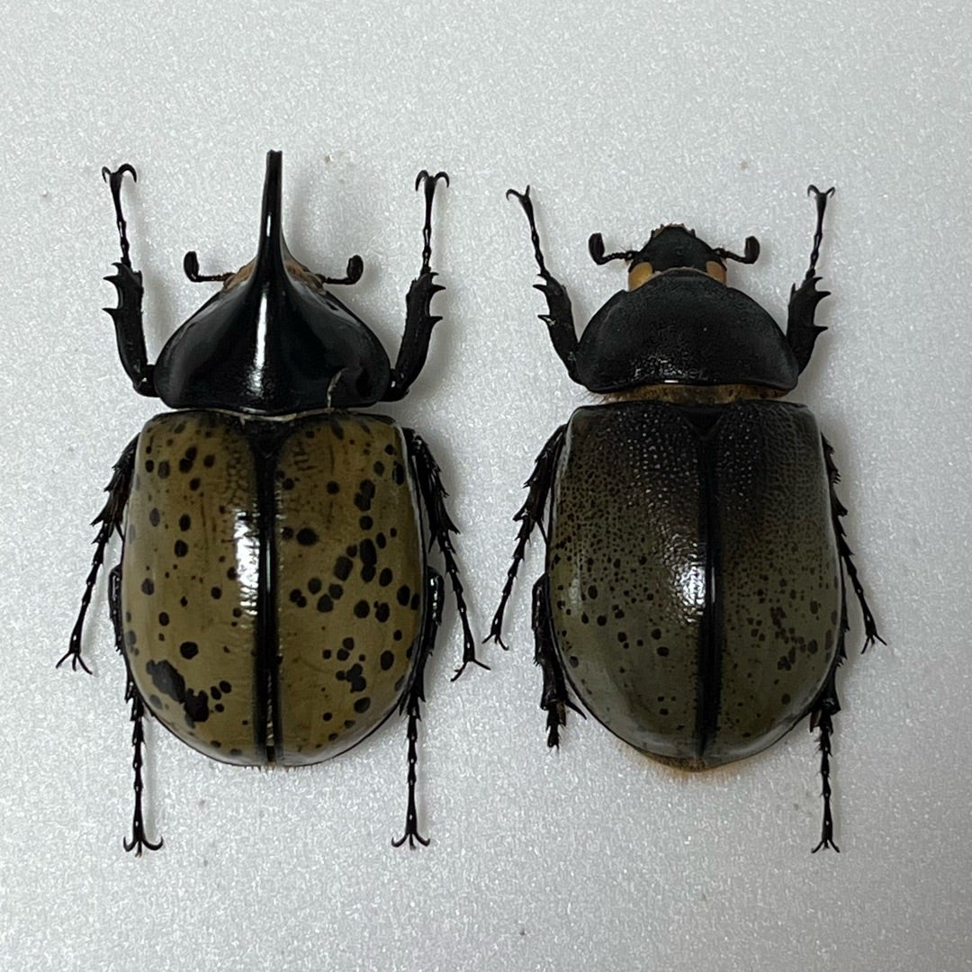 モロンオオカブト No.1〜2 | 愉快な海と波と恵