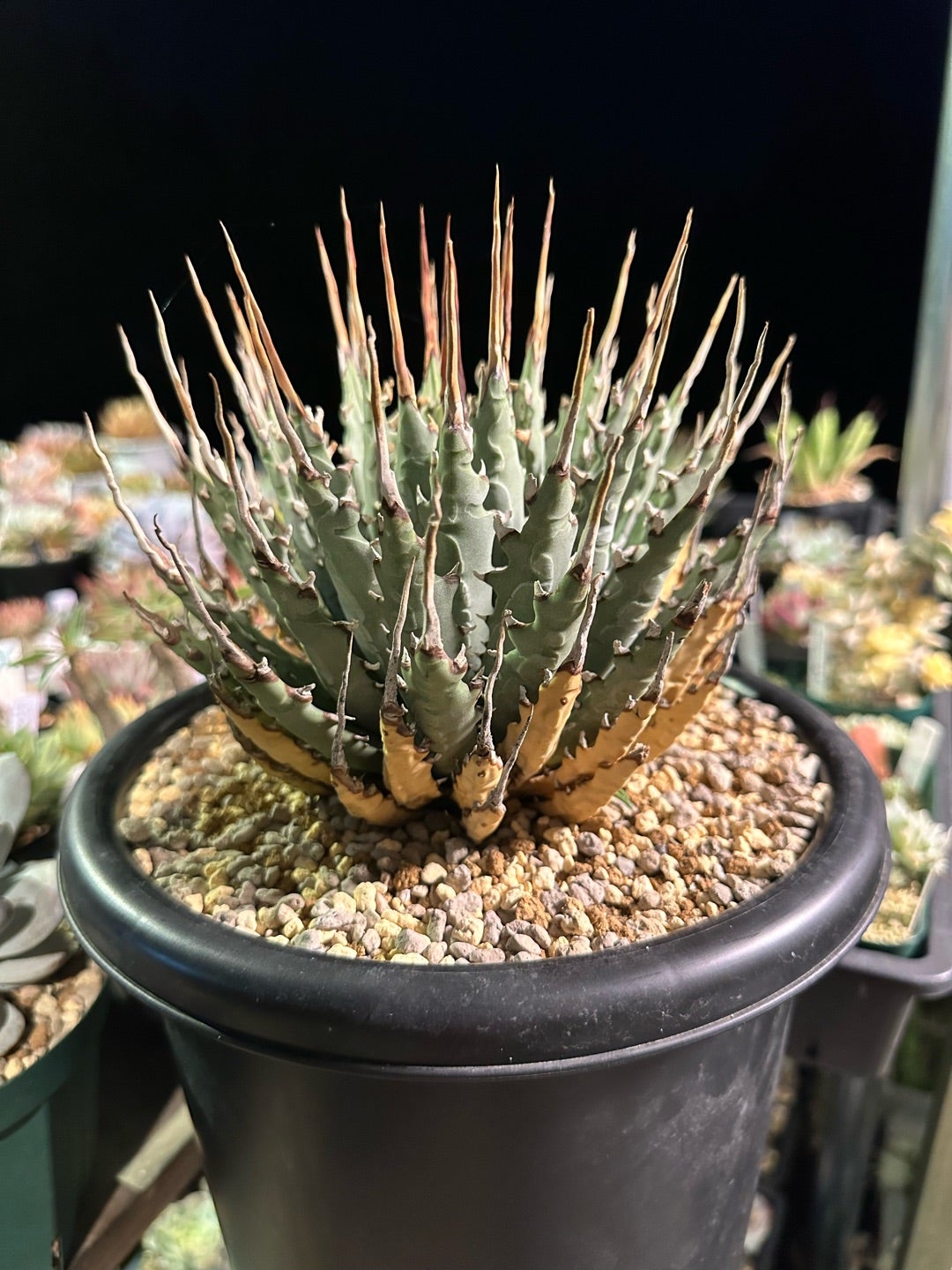 72 アガベ ユタエンシス エボリスピナ 黒棘 短棘 陽炎 ボール型 太棘