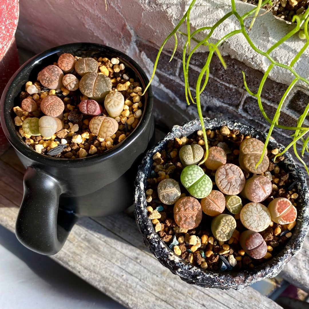 透明感のある多肉たち＆気味が悪かった話の結末乁( ˙ω˙ 乁