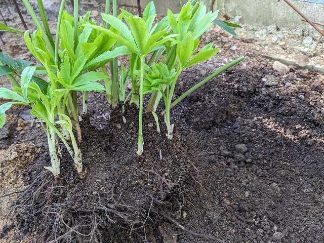 クリスマスローズの株分けと伐採樹で小径のステップ♪ | silkyさんの