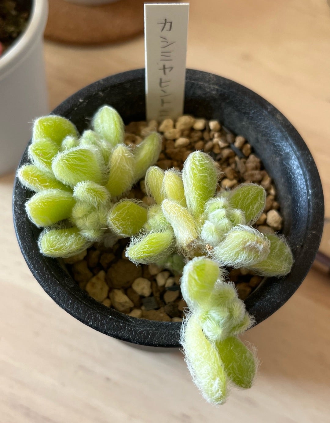 二瓶さんのリンゼアナ カシミヤヒントニー | 無職インセクトの多肉