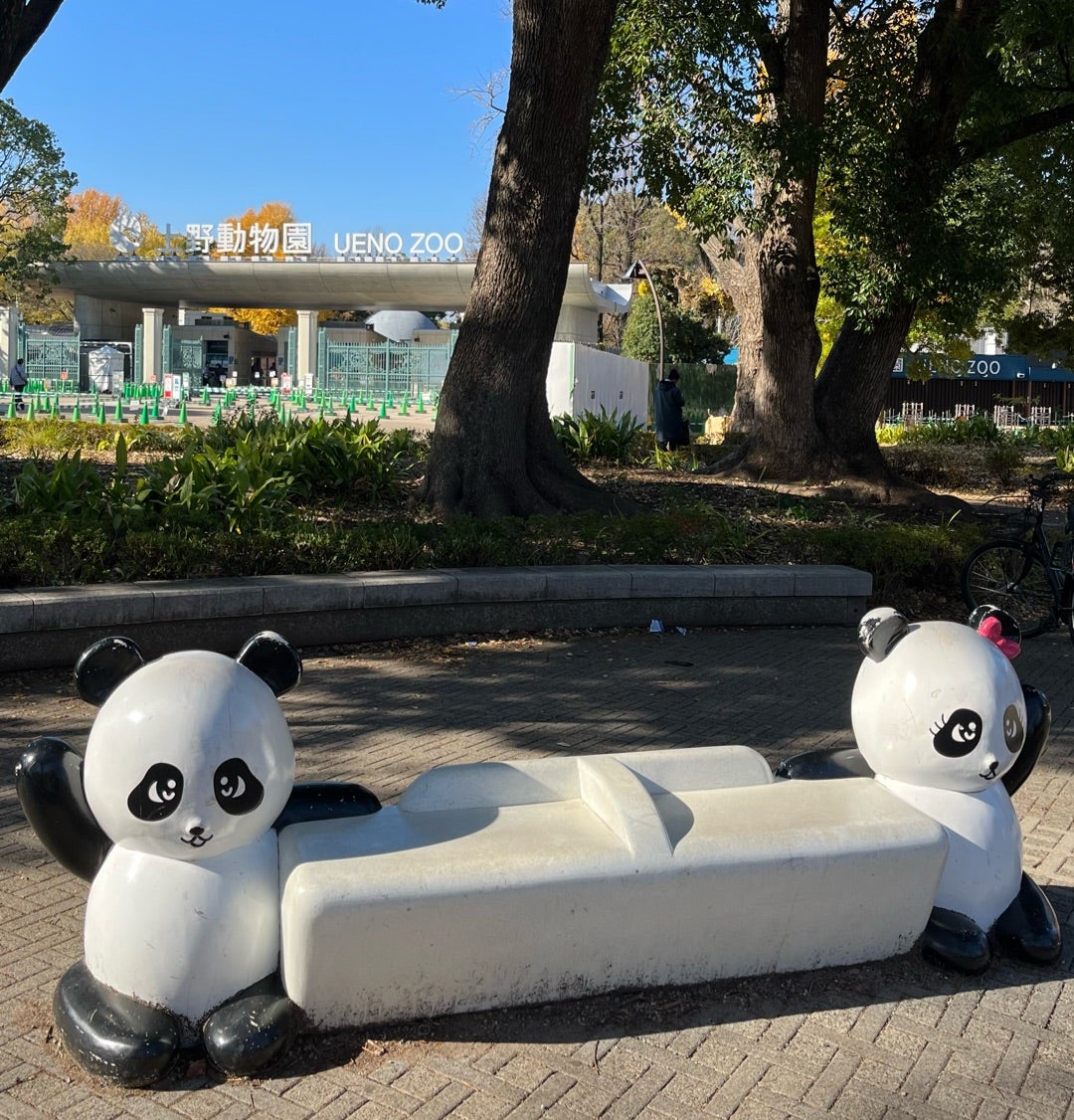 上野動物園♪2023年30回目①シャオシャオ＆レイレイ、木登りタイム