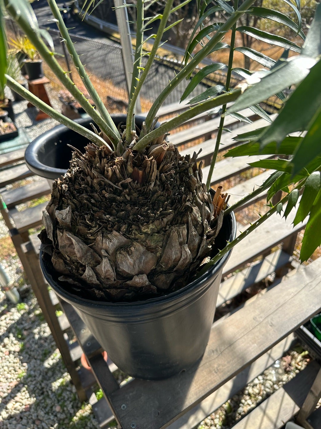 ソテツはじめました | つべるふブログ 多肉生活 2021〜