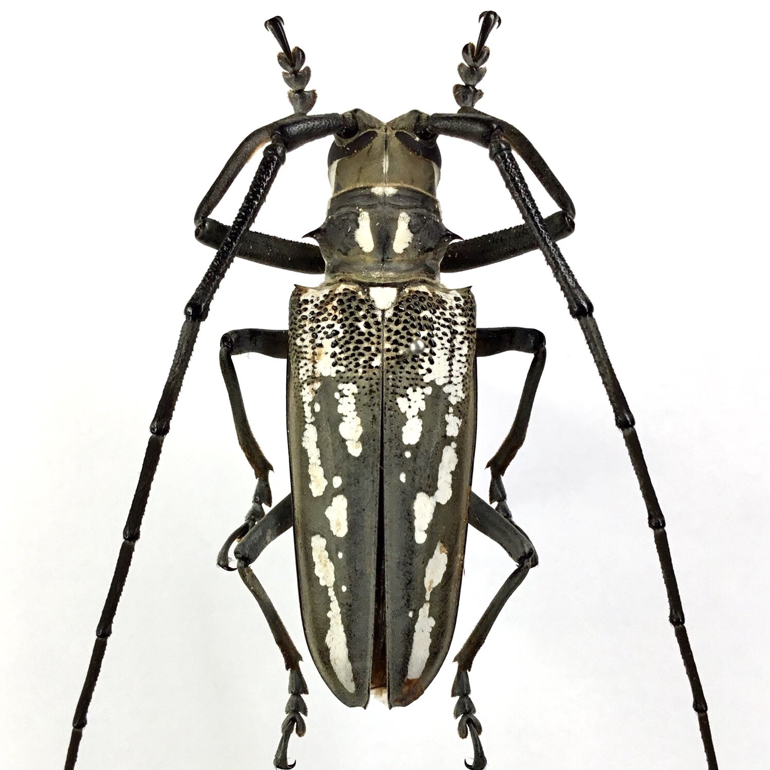 令和5年 カミキリムシの標本②】6月・7月採集 | テントモソの虫ブログ