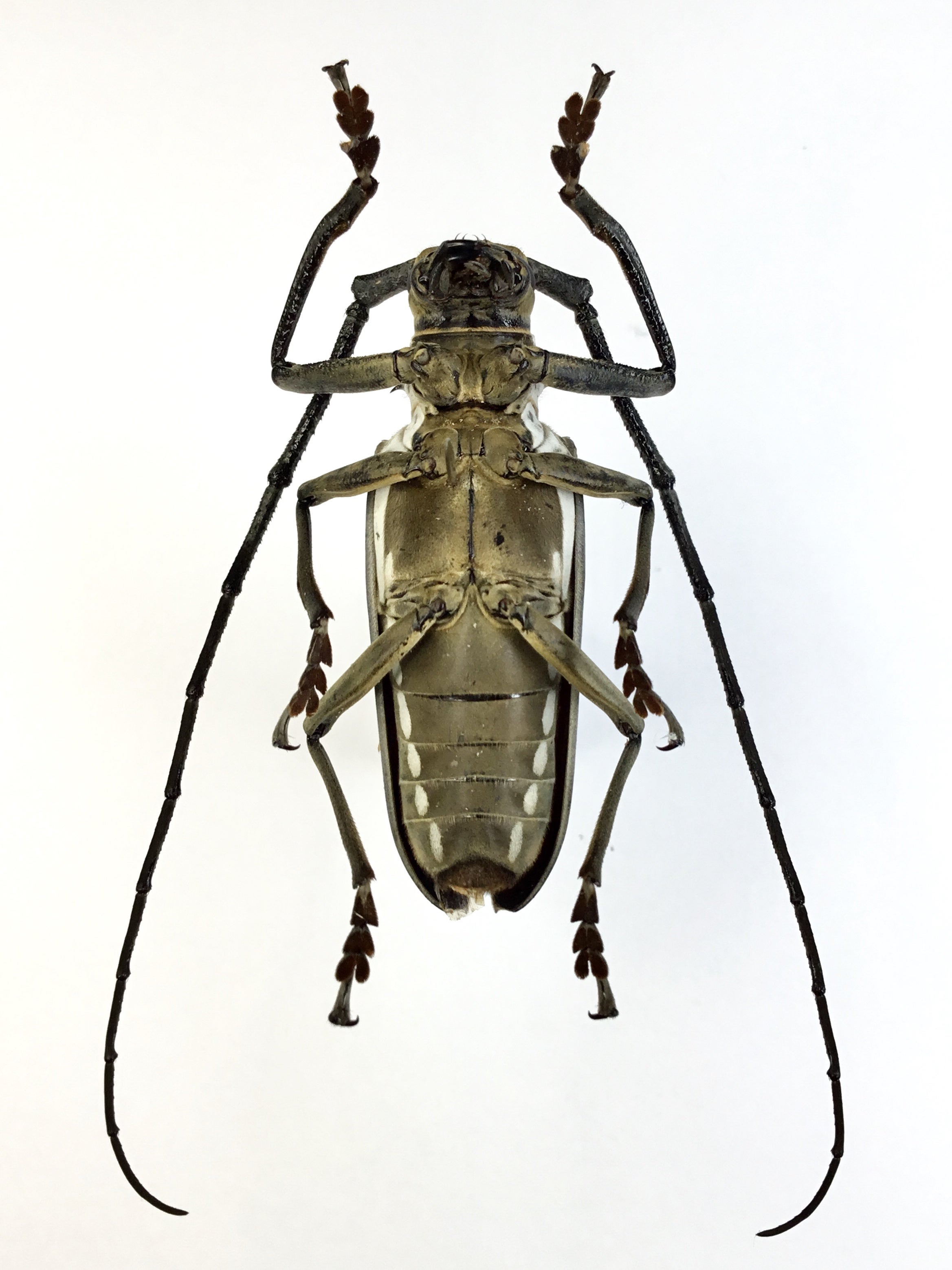 令和5年 カミキリムシの標本②】6月・7月採集 | テントモソの虫ブログ