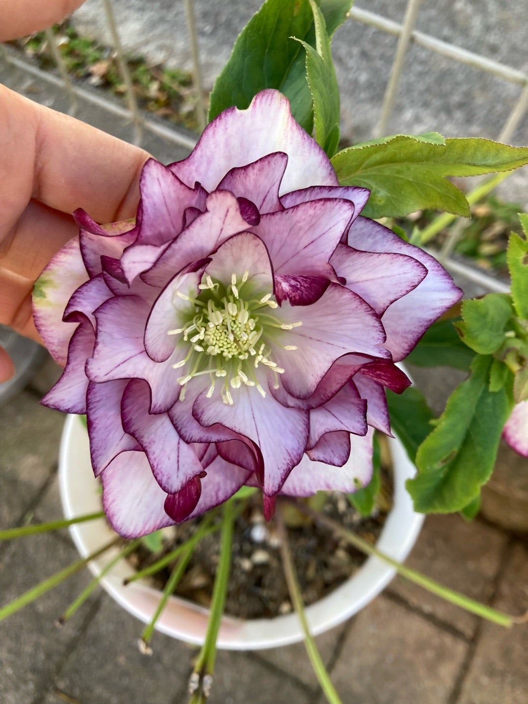 クリスマスローズ実生苗のラベルと咲いた花まとめ(追記2ヶ所あり