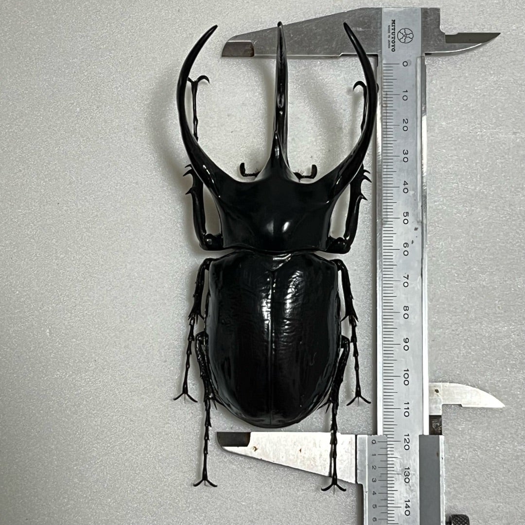 マレーコーカサス No.16 特大湾曲 | 愉快な海と波と恵