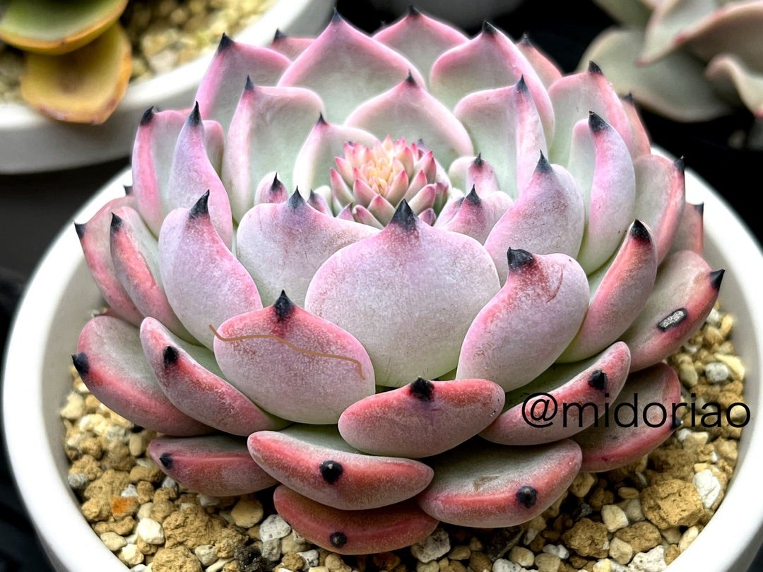 ④おらいさん苗ミックスベリア図鑑完全版 2024年コンプリート記念