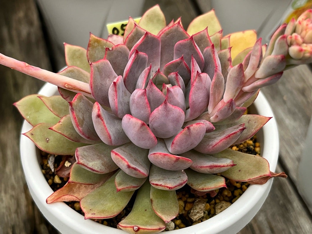 ⑤おらいさん苗ミックスベリア図鑑完全版 2024年コンプリート記念