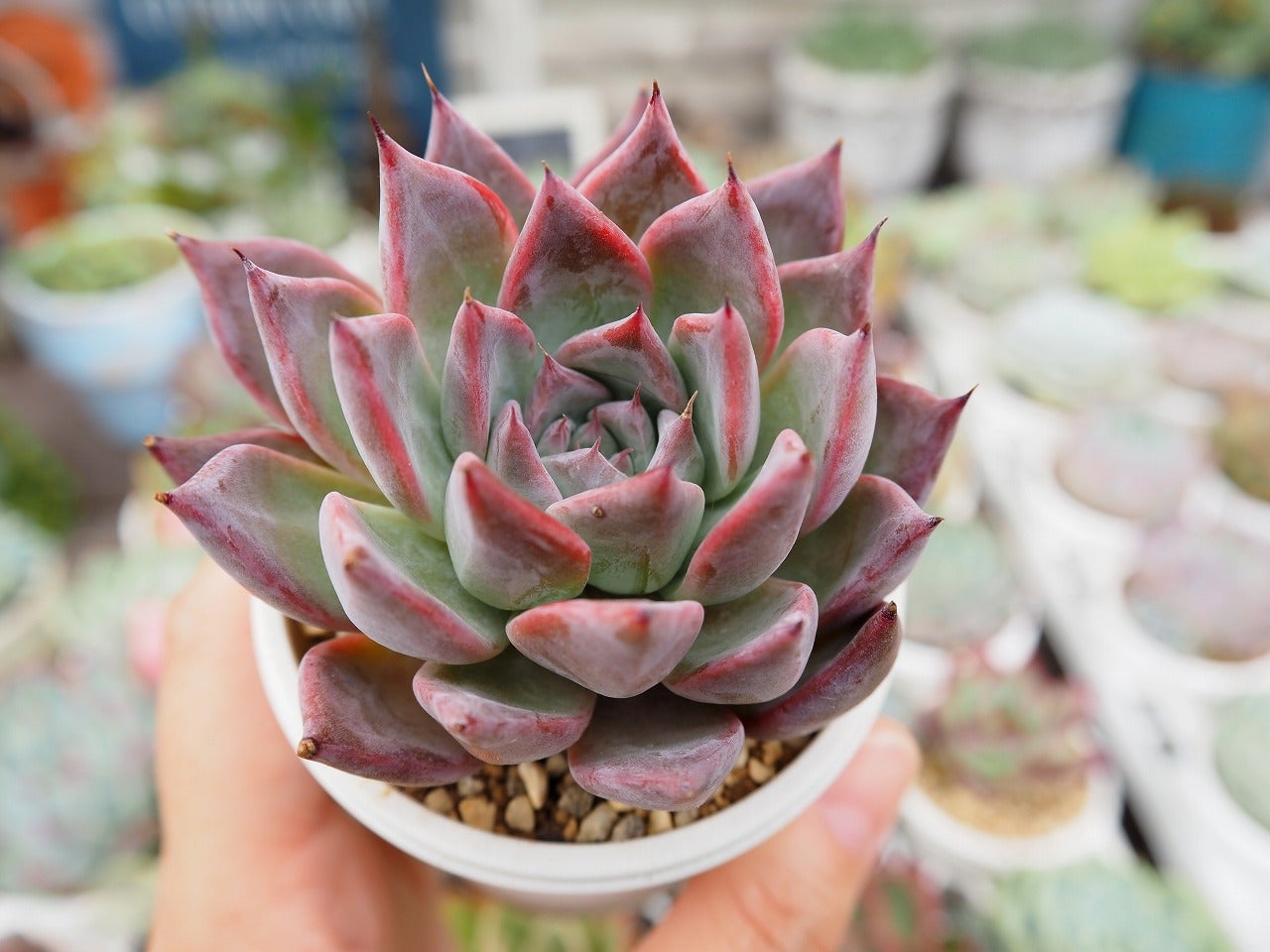 今の時期に可愛い子を集めてみました | ブログ版Olive&SucculentGarden