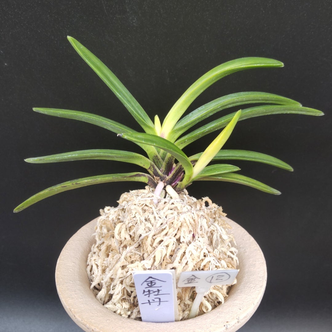 金牡丹⑫ | 富貴蘭の楽しみ方