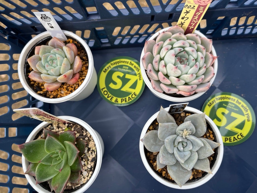 002【そわそわ】おらいさん苗 ミックスベリア 成長記録 多肉植物