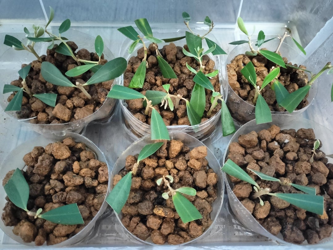 オリーブ挿し木の鉢上げと新たな挿し木 | 1984yunyunのブログ