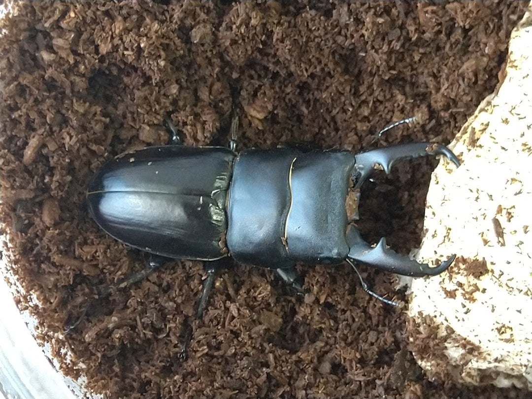 本土ヒラタ(神奈川県産)の自己BESTを更新しました！ | kuwa-yanagawaの