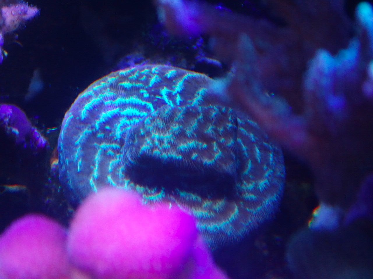 今年購入した2つめのサンゴ | ミスズの水槽観察日記