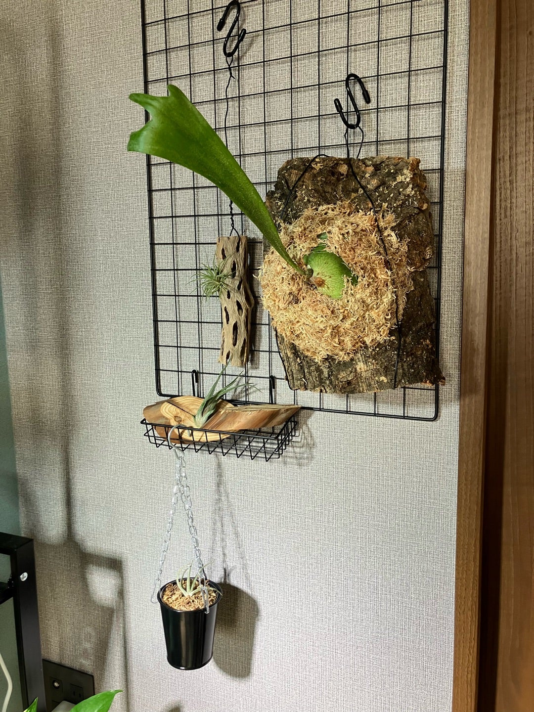 ビカクシダの極厚コルク付けをハンギングに | 気ままに楽しむ家づくり