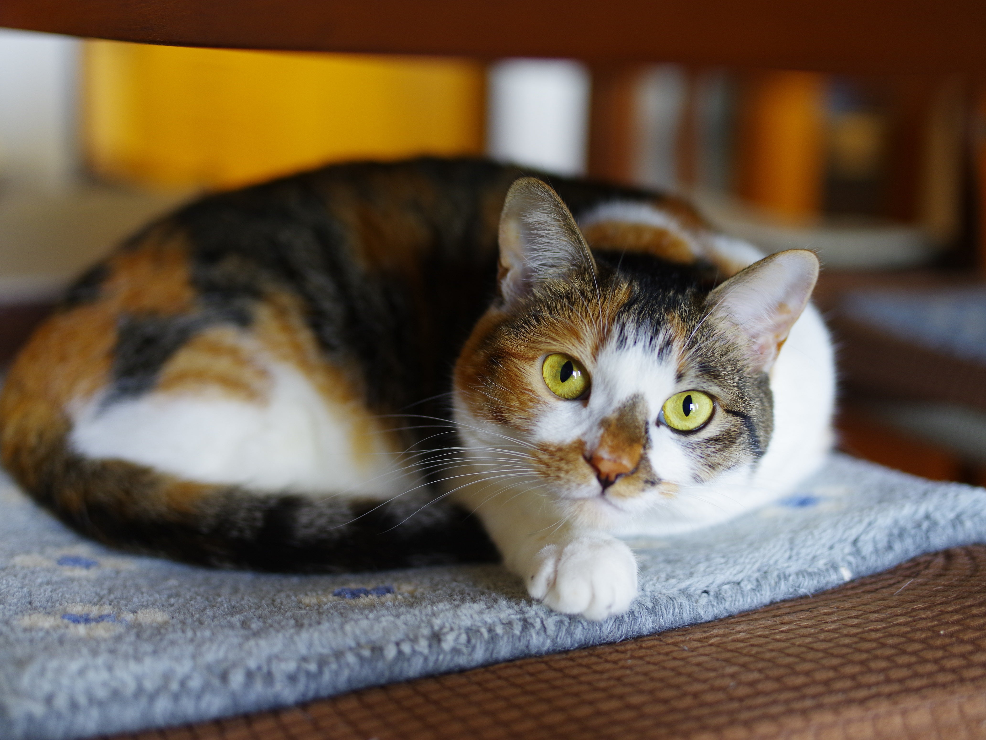 中判レンズの美しいボケ！– smc PENTAX-DFA 645 55mm F2.8 AL