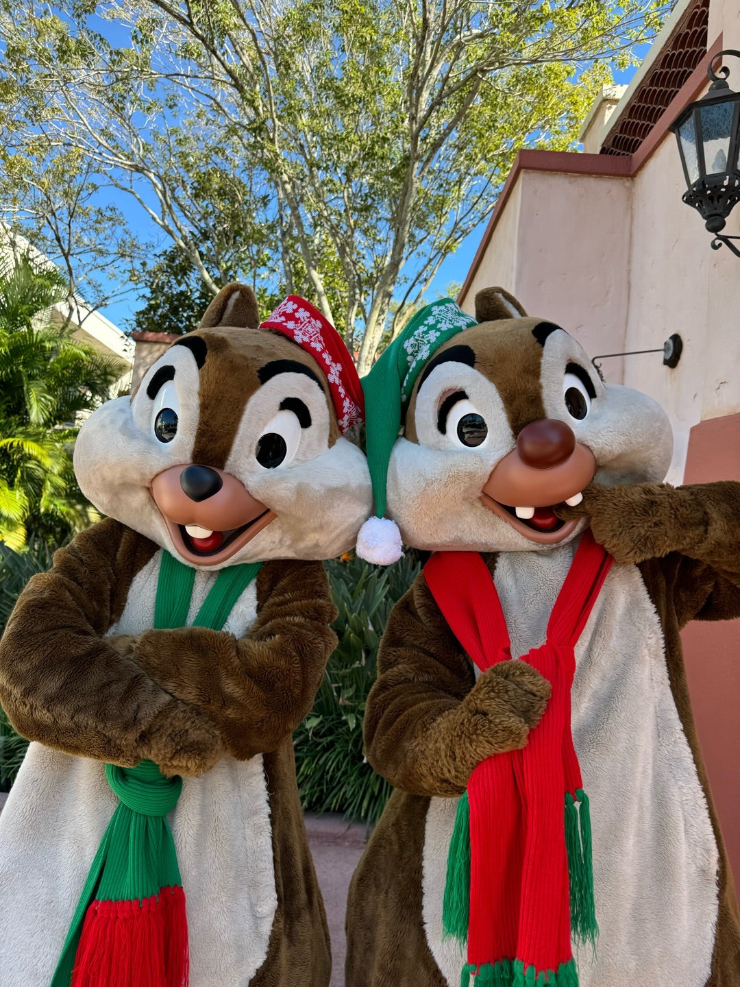 現地からお送りします☆チップとデールもホリデー☆2024.クリスマスWDW