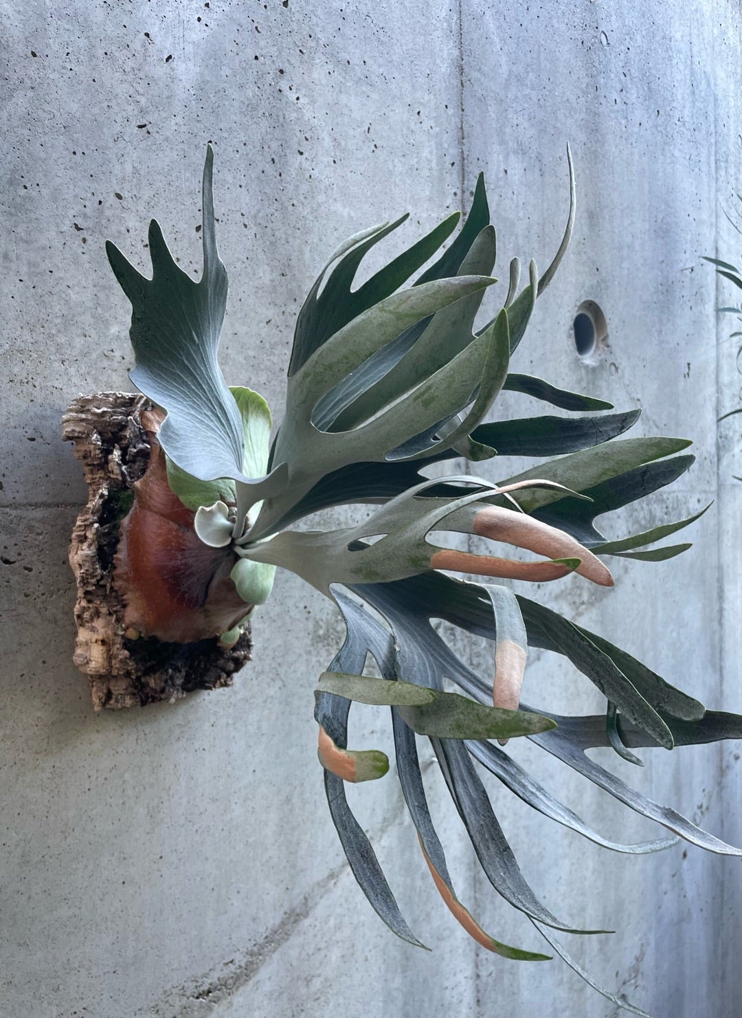 その後のエフエスキュー デラロチャ(P. FSQ（vp#2)'DeLaRocha'）①