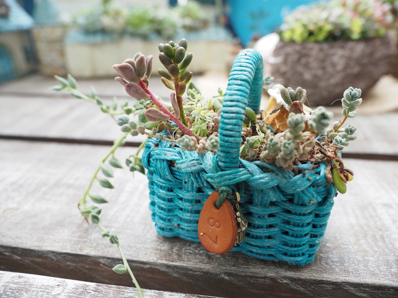 ricoさんのミニかご寄せ植え仕立て直し | ブログ版Olive&SucculentGarden