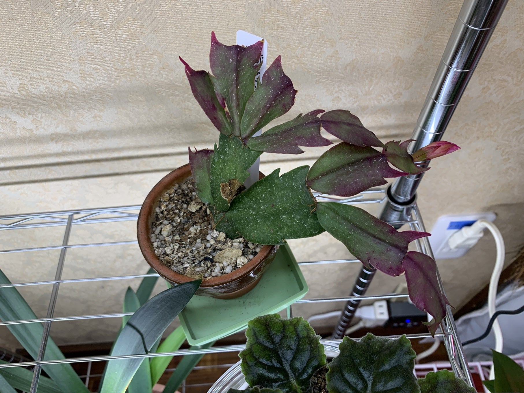 シャコバサボテン接ぎ木 | セントポーリア9割のブログ