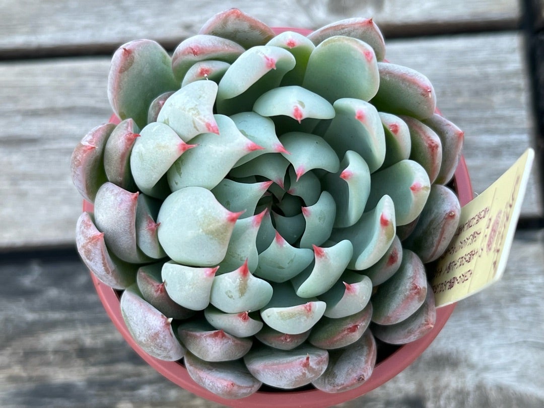 060【桜鬼】おらいさん苗 ミックスベリア 成長記録 多肉植物 | みどり