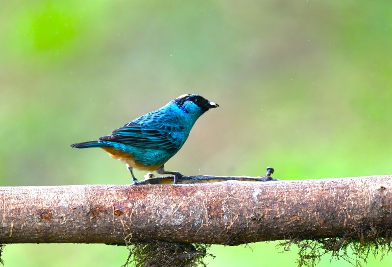 思い出シリーズ 幸せの青い鳥 Ⅱ | 旅・鳥・日常生活