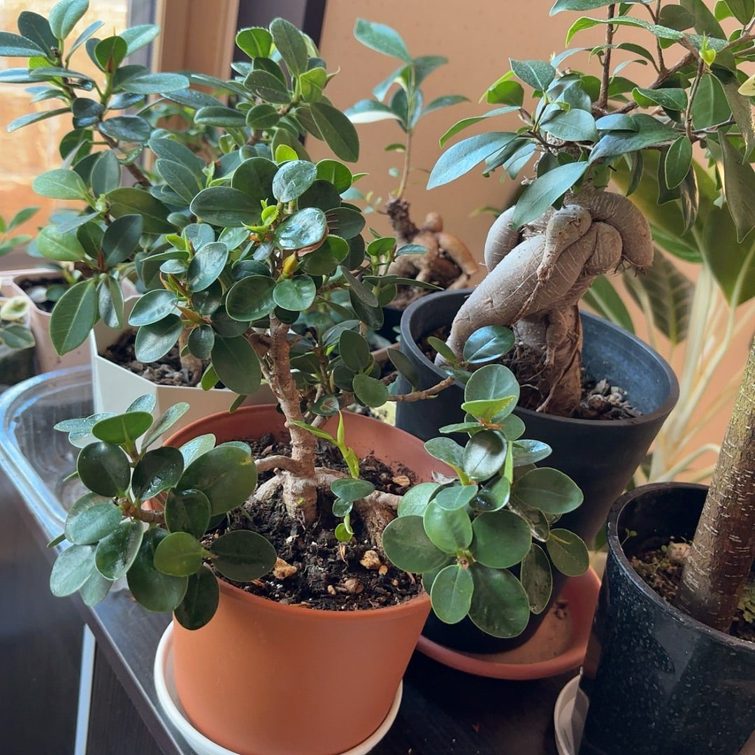 斑入りパンダガジュマル | ❤️植物に心をトラレマシタ❤️